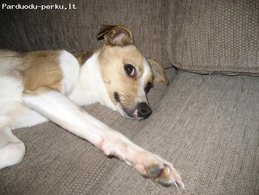 dovanojamas suniukas