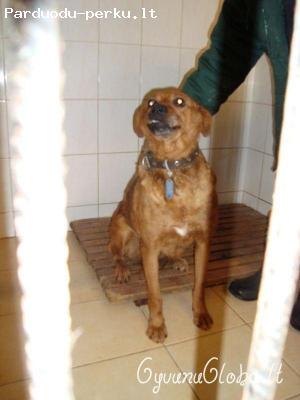 Dovanojama labai gera ir protinga kalytė