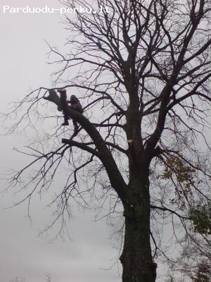 Medžių kirtimas visoje Lietuvoje