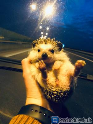 Afrikinis keturpirštis ežiukas