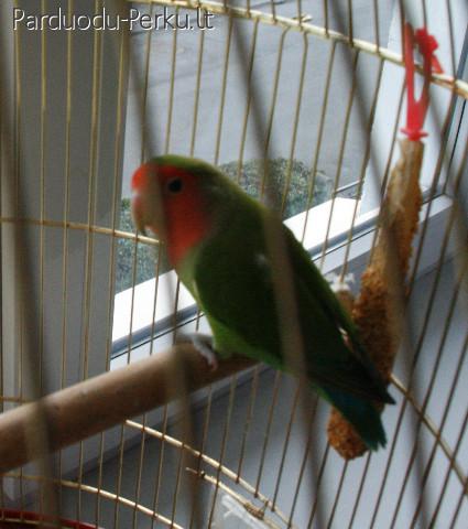 Agapornis su narveliu