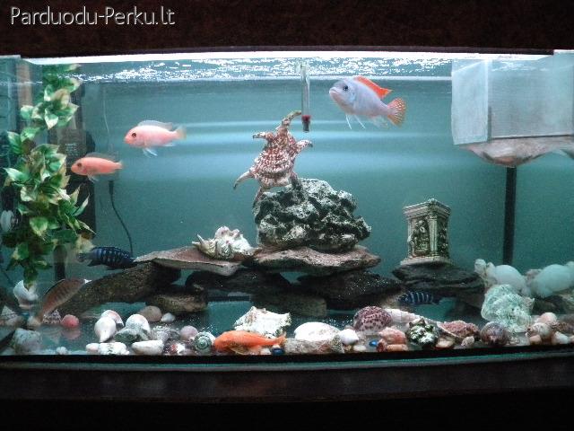 akvariumas LED apsvietimas