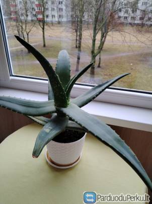 Alijošių šeimos kambarinė gėlė Aloe Vera