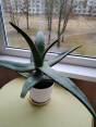 Alijošių šeimos kambarinė gėlė Aloe Vera