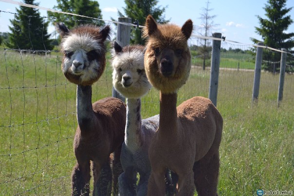 Alpakos, vilnos produktai, paslaugos