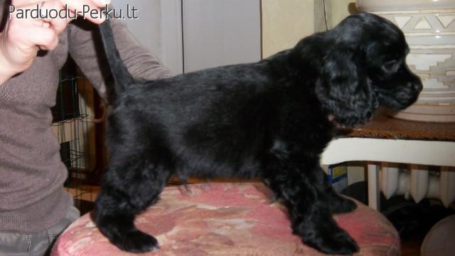 Amerikieciu koker spanieliai