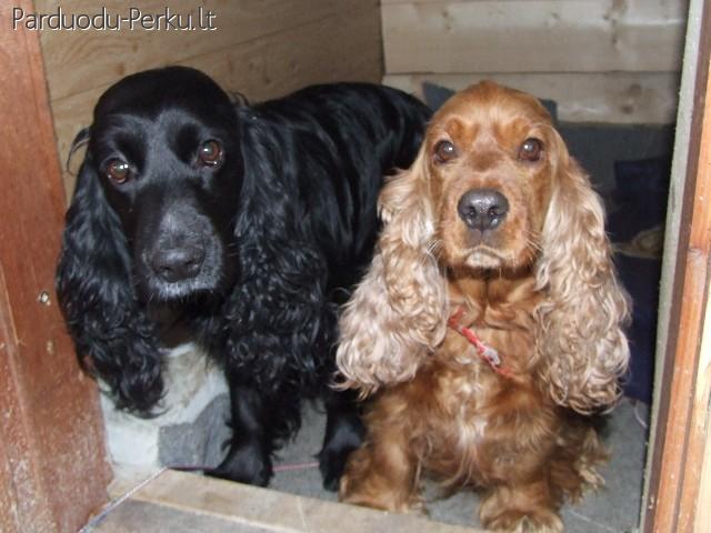 Šuniukų išpardavimas Anglų kokerspanieliuku
