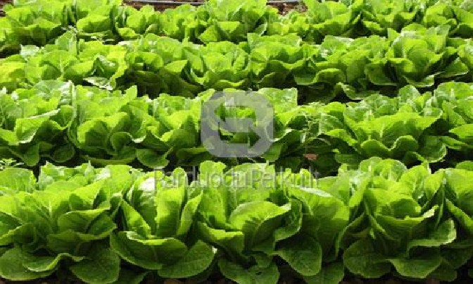 ANGLIJA-DARBAS SALOTŲ PAKUOTOJAMS