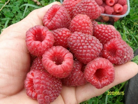 Avietės,Gervuogės,