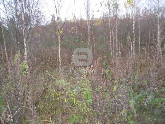 Apleistu sklypu tvarkymas