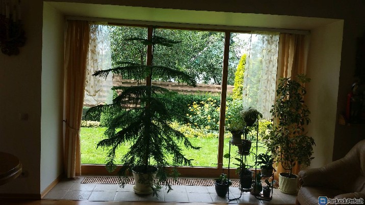 Araukarija (kambarinė eglė)