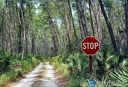 Areštuoto ar įkeisto miško savininke!