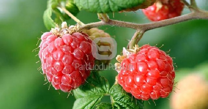 AVIETĖS. AVIEČIŲ SODINUKAI