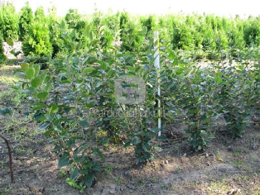 Blizgantysis kaulenis