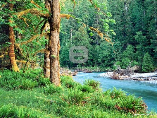 BRANGIAI PERKAME MIŠKĄ VISOJE LIETUVOJE 8-618-89227