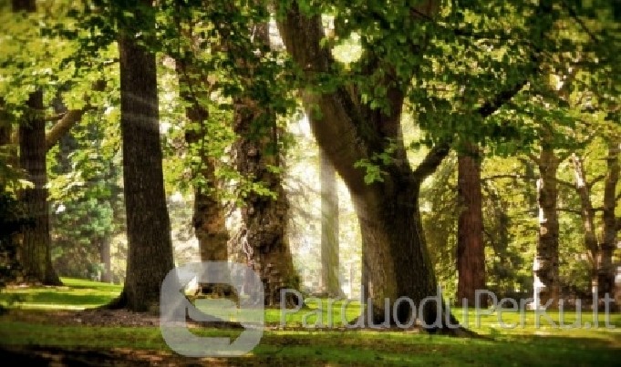 Brangiai perkame mišką visoje Lietuvoje,atsiskaitome iškarto