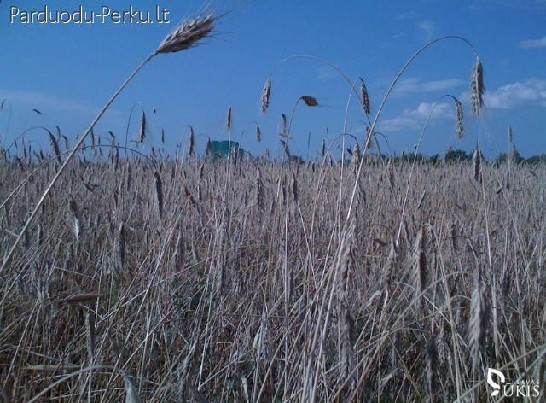 Brangiai perku z.u.p sklypus Pasvalio  r. Tel. 8-618-01173