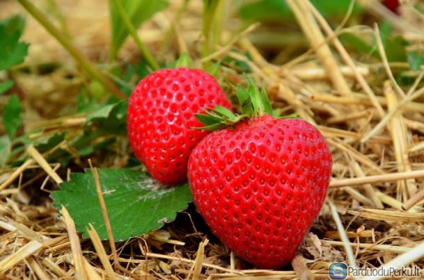 BRAŠKIŲ SKYNIMAS OLANDIJOJE BE KALBOS