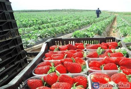 BRAŠKIŲ SKYNIMAS VOKIETIJOJE nuo GEGUZES MEN.