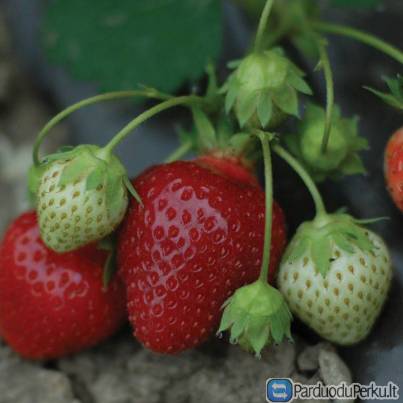 BRAŠKIŲ SKYNIMO DARBAI VOKIETIJOJE NUO GEGUŽĖS MĖN.