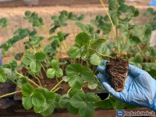 Braškių, žemuogių daigai ir gėlės