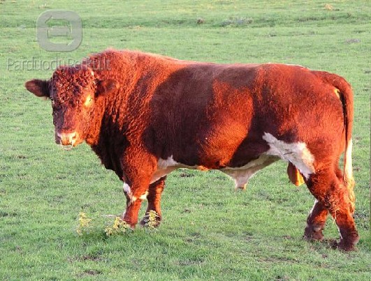 Bulių Supirkimas Kasdien