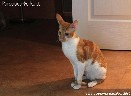 Cornish rex kačiukai
