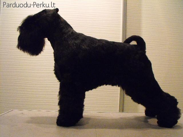 CVERGŠNAUCERIS IEŠKO DRAUGĖS