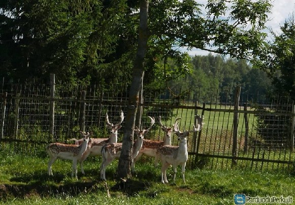 Danieliai keitimui, pardavimui