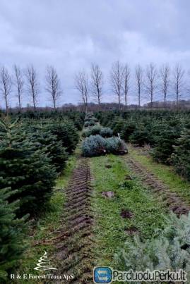 DANIJA - DARBAS VYRAMS PRIE EGLIŲ BE KALBOS