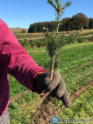 DARBAS DANIJOJE PRIE EGLIŲ FORMAVIMO