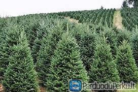 DARBAS DANIJOJE PRIE EGLUČIŲ KIRTIMO