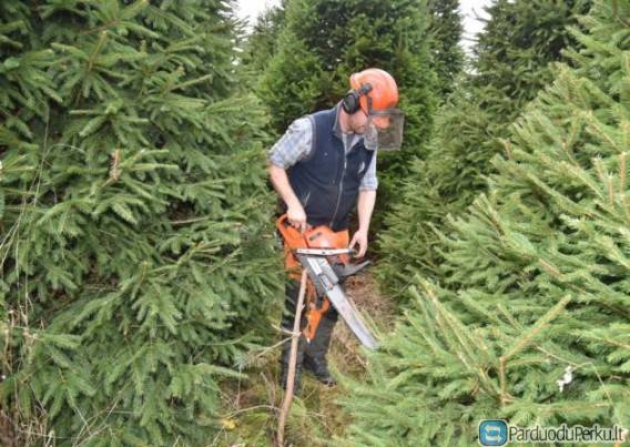 DARBAS DANIJOJE PRIE EGLUCIU