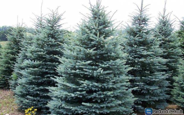 DARBAS DANIJOJE VYRAMS BE ANGLŲ K.