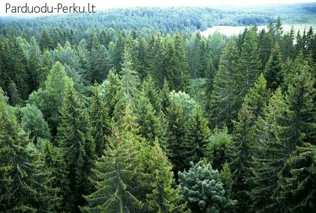 Darbas kiekvienam norinciam uzsidirbti