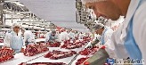 Darbas mėsos kombinate Vokietijoje 9.2eur./val