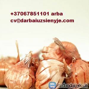 DARBAS PRIE GĖLIŲ SVOGŪNĖLIŲ RŪŠIAVIMO NUO 10.14