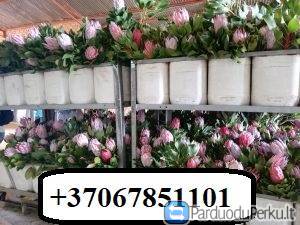 DARBAS ŠVEDIJOJE PRIE AUGALŲ PAKAVIMO