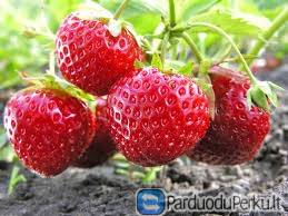 DARBAS VOKIETIJOJE PRIE BRAŠKIŲ nuo GEGUZES 25d..