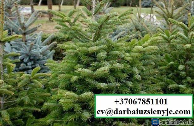 DARBAS VYRAMS BE KALBOS DANIJOJE