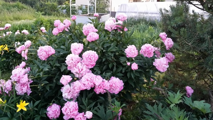 Daugiametės gėlės jūsų sodui