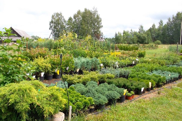 Dekoratyviniai augalai, spygliuočiai, lapuočiai, žydintys, k