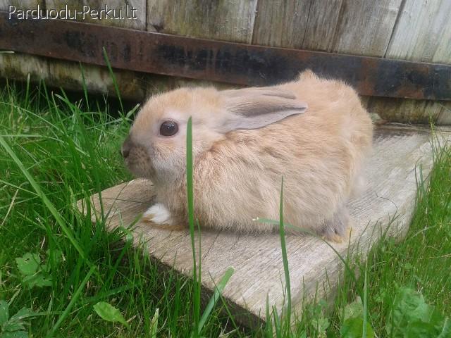 Dekoratyviniai triušiukai