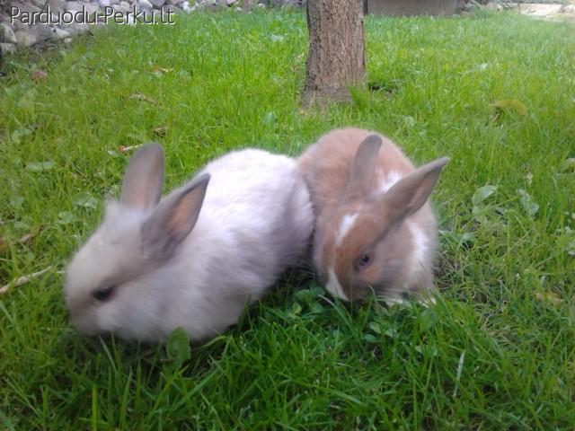 Dekoratyviniai triušiukai