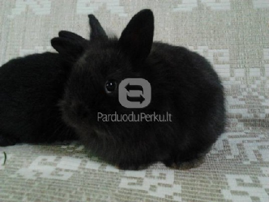 Dekoratyviniai triušiukai