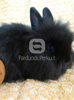 Dekoratyviniai triušiukai