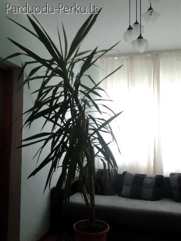 Didelė Juka, apie 2,5m