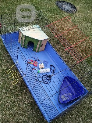 Didelis narvas triušiui (jūrų kiaulytei, šeškui/fretkai)