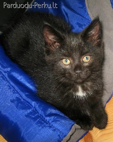 Dovanojama juoda 2 mėn. katytė