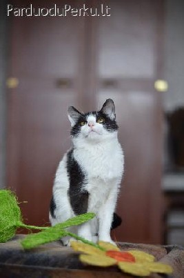 Dovanojama nuostabi 3 mėn. katytė